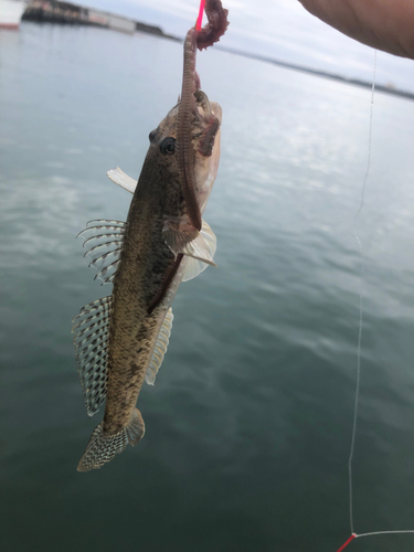 マハゼの釣果