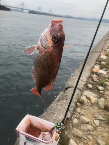 マダイの釣果