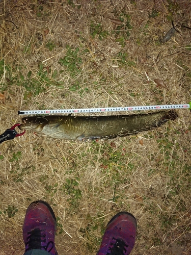 マナマズの釣果