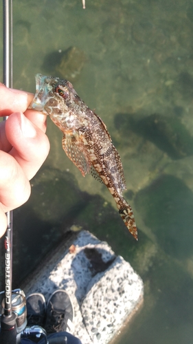 ハゼの釣果