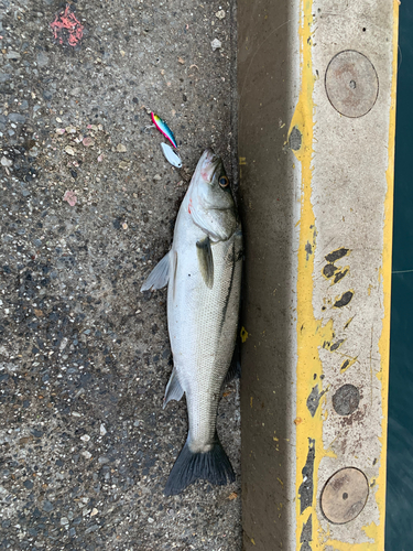 スズキの釣果