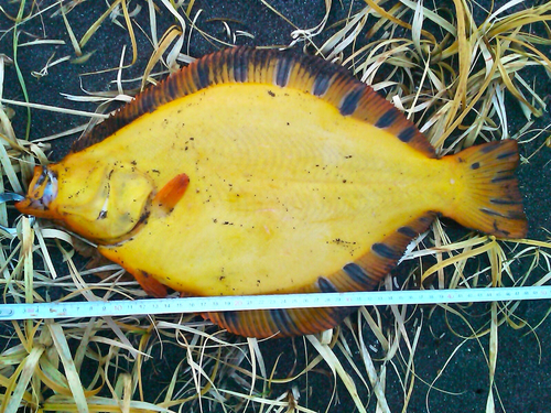 マツカワの釣果