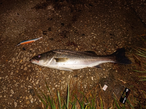 シーバスの釣果