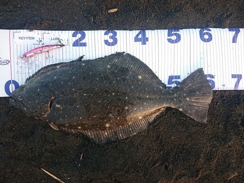 ヒラメの釣果