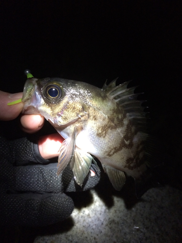 メバルの釣果