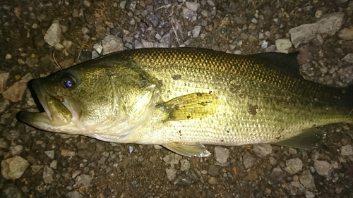 ブラックバスの釣果