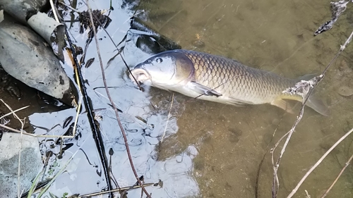 コイの釣果