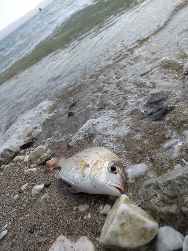 キスの釣果