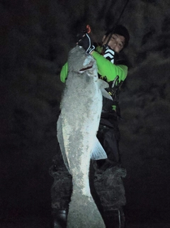 オオニベの釣果