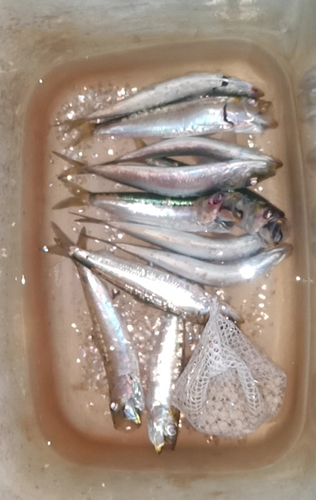 アジの釣果