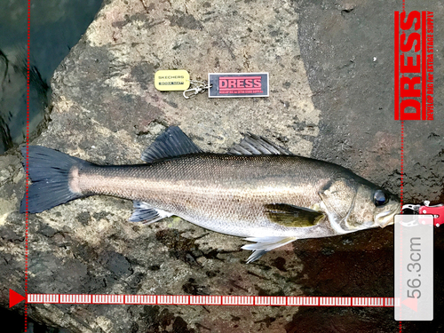 シーバスの釣果