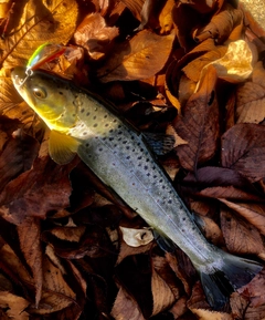 ブラウントラウトの釣果