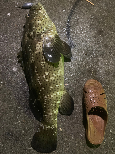 マダラハタの釣果