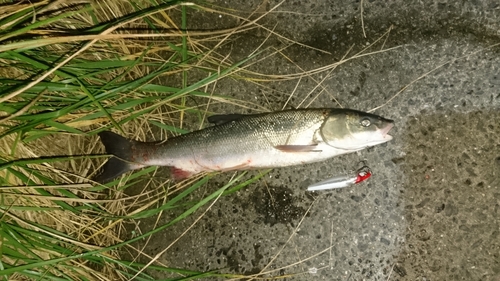 マルタウグイの釣果