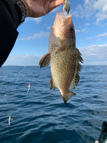 オオモンハタの釣果