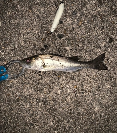 セイゴ（マルスズキ）の釣果