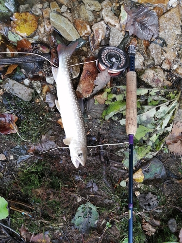 アメマスの釣果