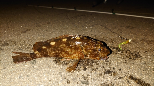 カサゴの釣果