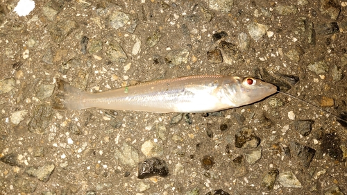 シロギスの釣果