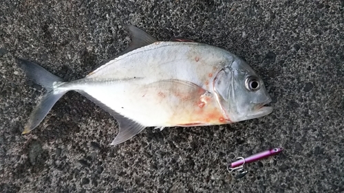 ロウニンアジの釣果