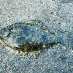 カレイの釣果