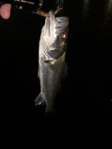 スズキの釣果