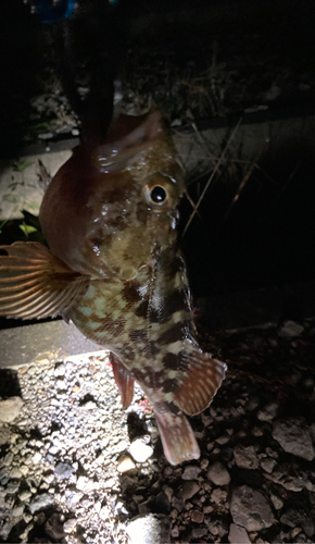 タケノコメバルの釣果