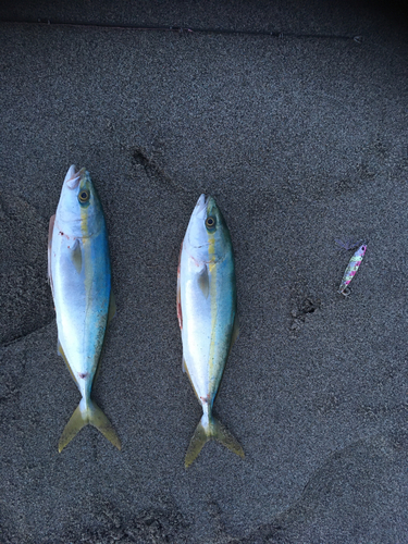 イナダの釣果