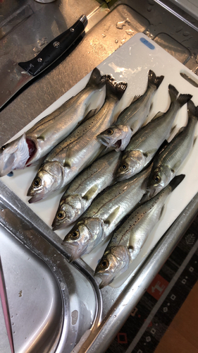 セイゴ（タイリクスズキ）の釣果