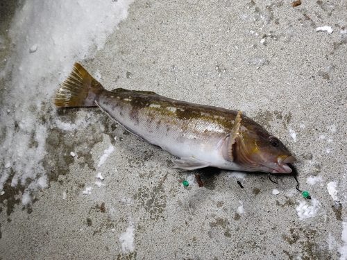 アイナメの釣果