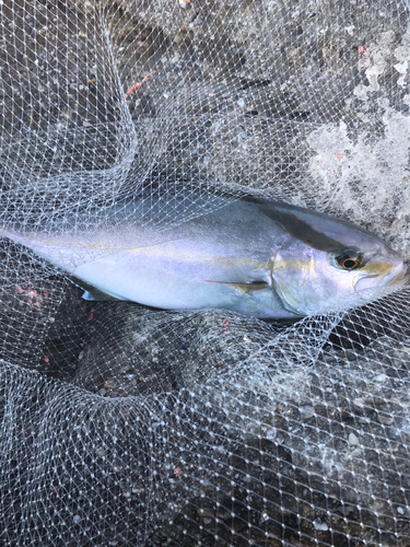 ハマチの釣果