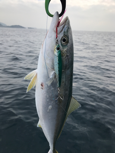 イナダの釣果