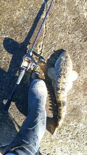 マゴチの釣果