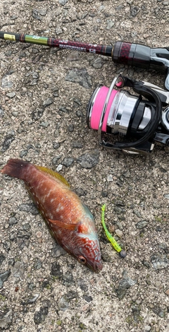 ベラの釣果