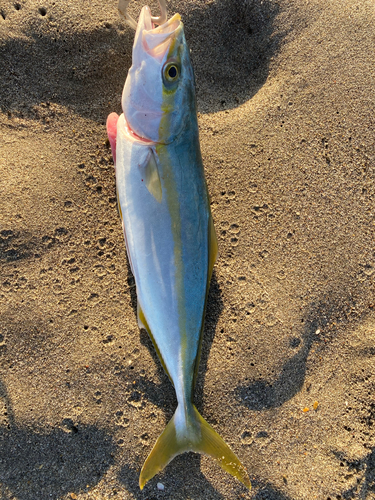 イナダの釣果