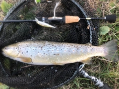 ブラウントラウトの釣果