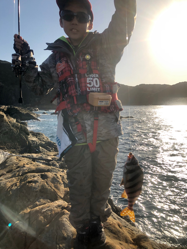 カゴカキダイの釣果