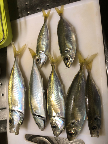 アジの釣果