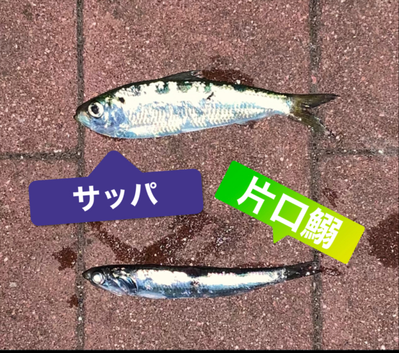 カタクチイワシ