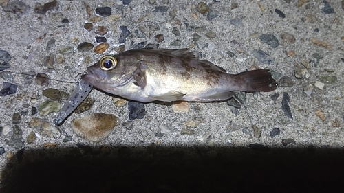 クロメバルの釣果