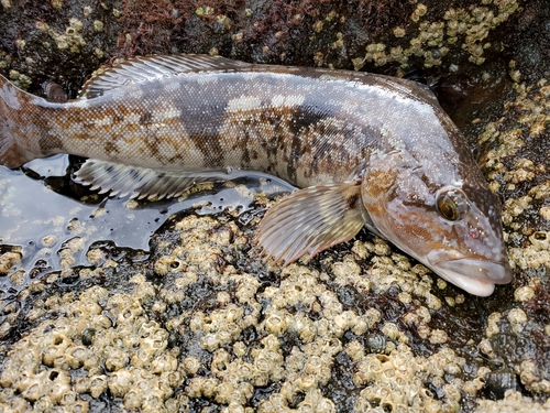 アブラコの釣果