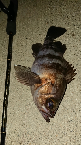 シロメバルの釣果