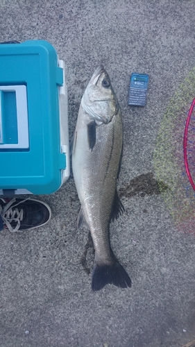 セイゴ（タイリクスズキ）の釣果