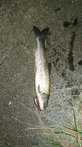 マルタウグイの釣果