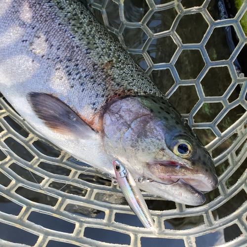 ニジマスの釣果