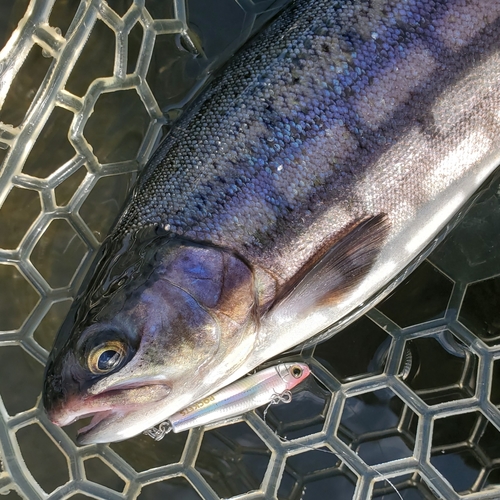 ニジマスの釣果