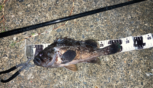 クロソイの釣果