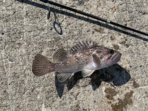 クロソイの釣果