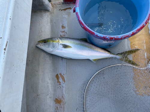 ハマチの釣果