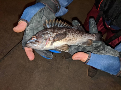 クロソイの釣果